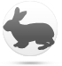 Conejo