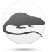 Rata